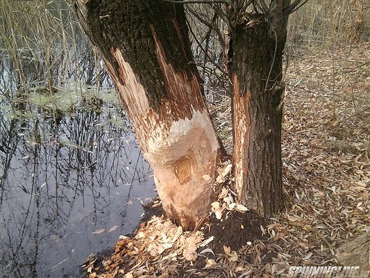 Изображение 1 : Река Оскол г.Валуйки 