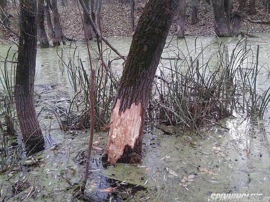 Изображение 1 : Река Оскол г.Валуйки 